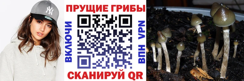 как найти закладки  Терек  Галлюциногенные грибы мицелий 